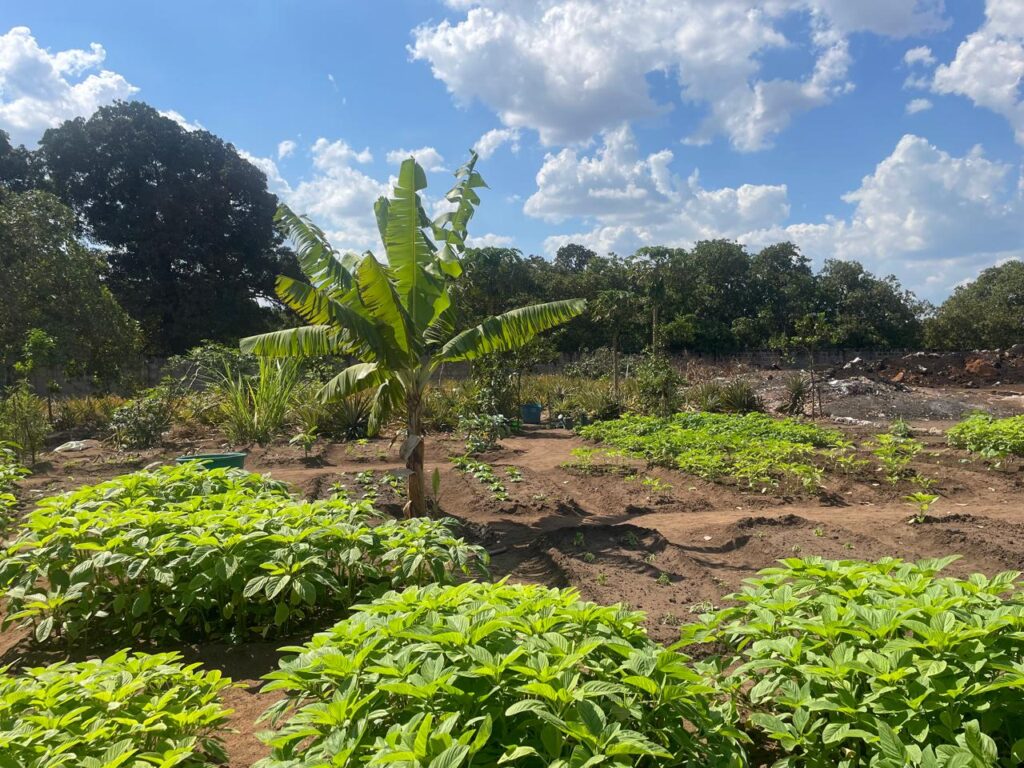 Vegetable garden at Amama Farms in Tanzania with spinach, okra, kale, eggplant, bananas, and pineapples