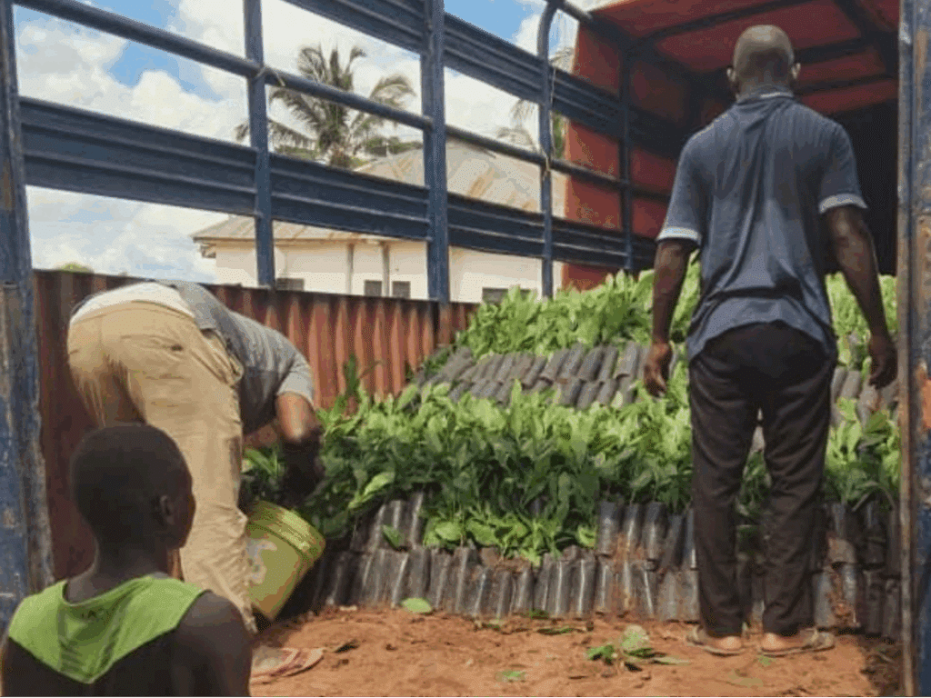 Loading cashew seedlings for delivery to farming communities