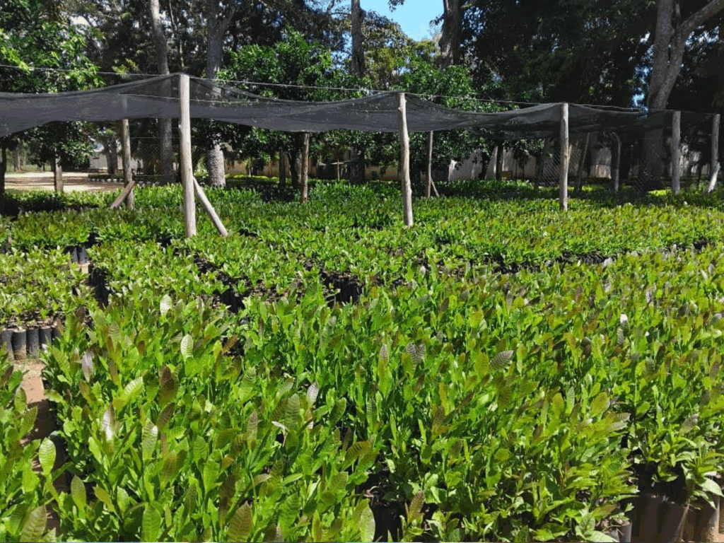 Nurseries with cashew seedlings prepared for distribution as part of the project