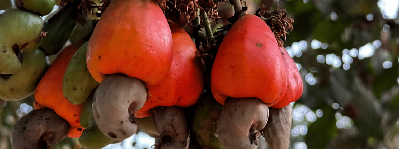 Cashew apples with attached cashew nuts growing on tree