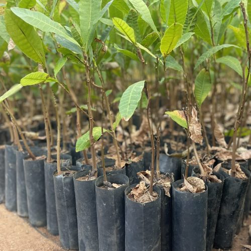 Young cashew tree seedlings growing in nursery bags in Tanzania