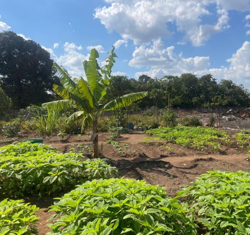 Vegetable garden at Amama Farms in Tanzania with spinach, okra, kale, eggplant, bananas, and pineapples
