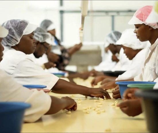 Workers sorting cashew nuts on a production line in Tanzania factory.